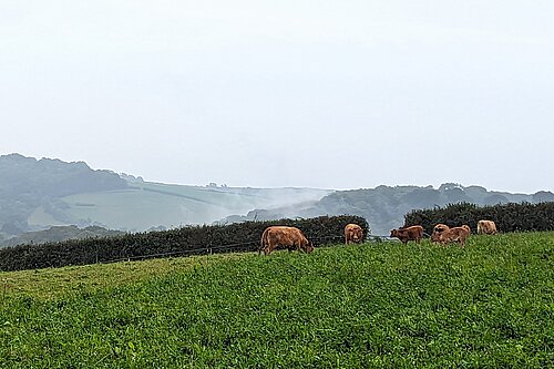 Cattle on a herbal ley pasture at St Ewe