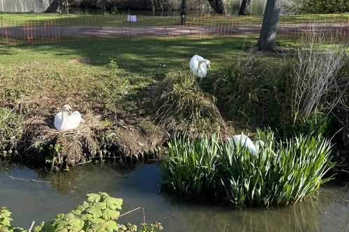 Nesting Swans