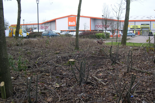 B & Q trees