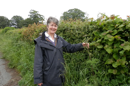 Hedgerow near Marrington, Chirbury