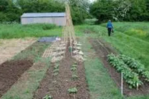 Avon Road allotment
