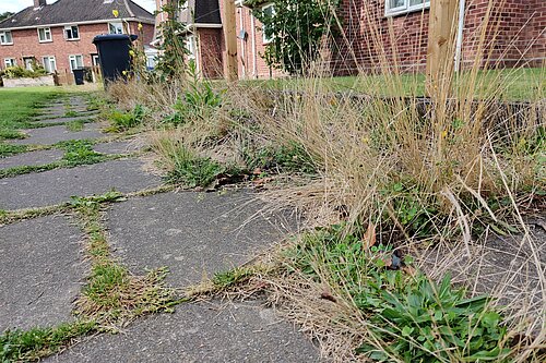 The state of overgrowth on North Park Avenue 