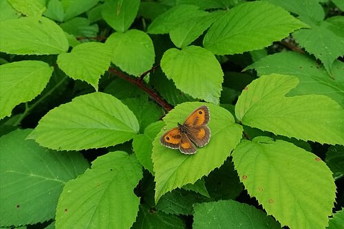 Gatekeeper butterfly in Oaken Wood