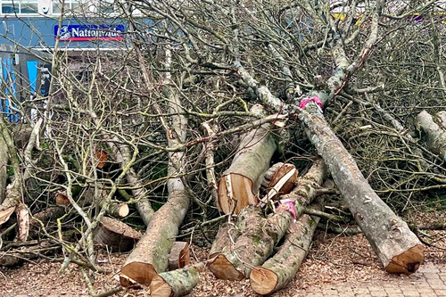 Armada Way trees