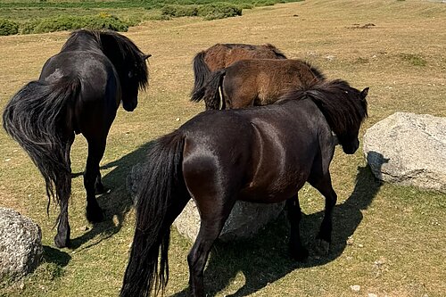 image of dartmoor ponies