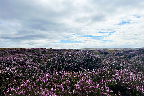 Moorland above Dovestones reservoir