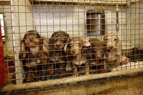 puppy farm