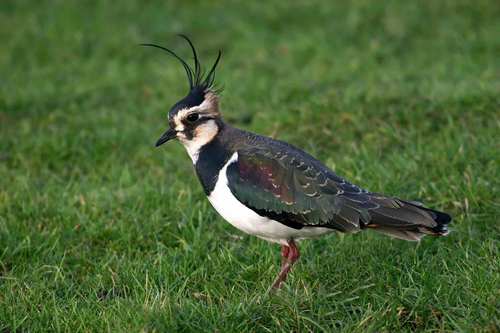 Lapwing