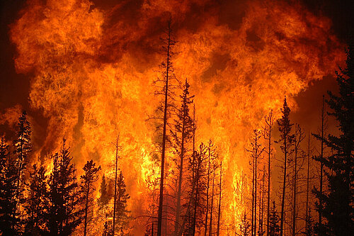 Forest Wild Fire