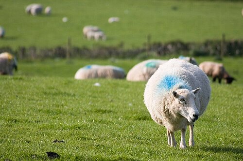 Sheep in a field