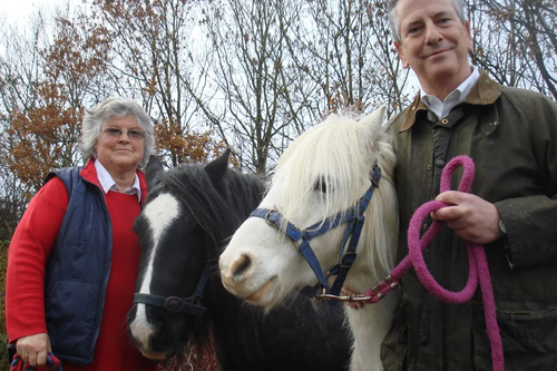 horses crisis